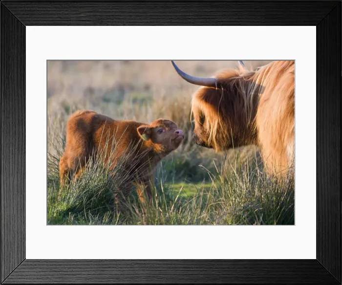 Framed Print : Highland Cattle - adult with young - Norfolk grazing marsh - UK Framed Print : Highland Cattle - adult with young - Norfolk grazing marsh - UK