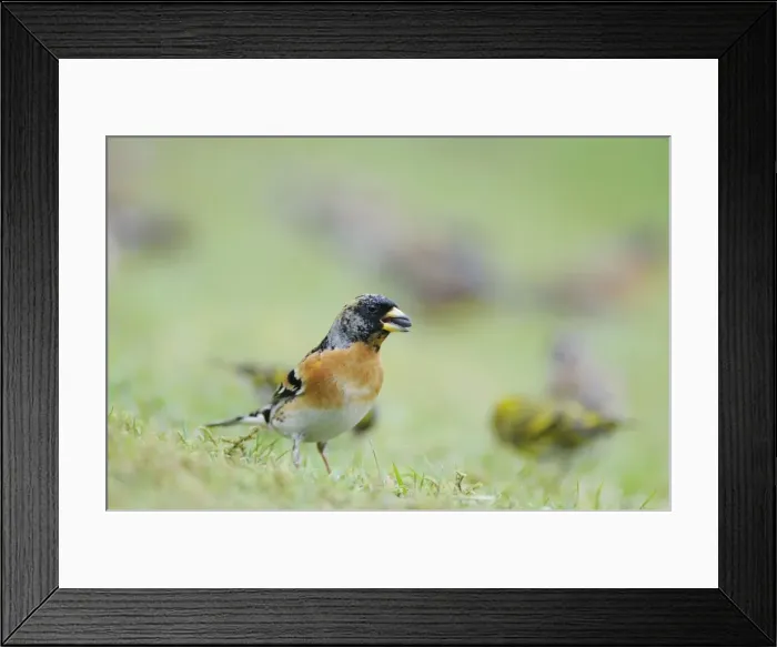 Framed Print : Brambling - with seed in mouth Framed Print : Brambling - with seed in mouth