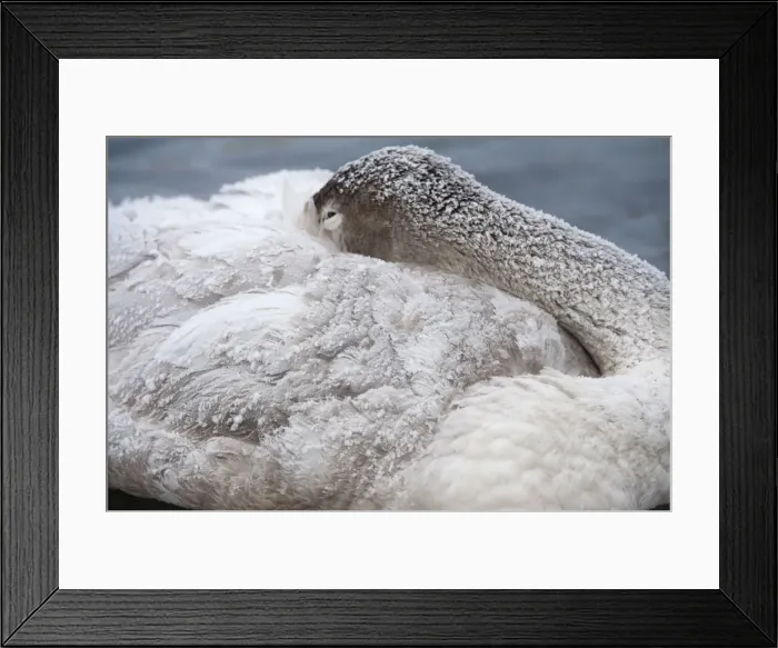 Framed Print : Whooper Swan - immature - head tucked into wings and feathers covered in frost - Lake Kussharo - Hokkaido Island - Japan Framed Print : Whooper Swan - immature - head tucked into wings and feathers covered in frost - Lake Kussharo - Hokkaido Island - Japan