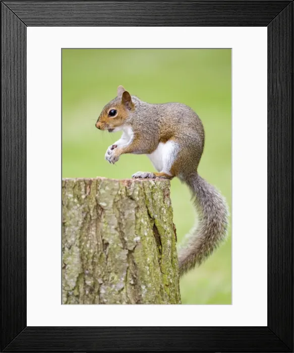 Framed Print : Grey Squirrel - feeding on nuts - Norfolk - UK Framed Print : Grey Squirrel - feeding on nuts - Norfolk - UK