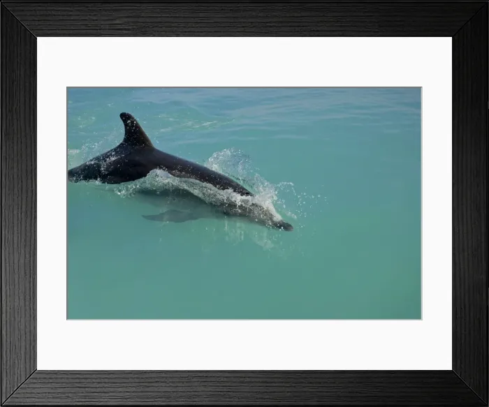 Framed Print : Bottlenose Dolphin - breaking the surface - Atlantic Ocean - Namibia - Africa Framed Print : Bottlenose Dolphin - breaking the surface - Atlantic Ocean - Namibia - Africa