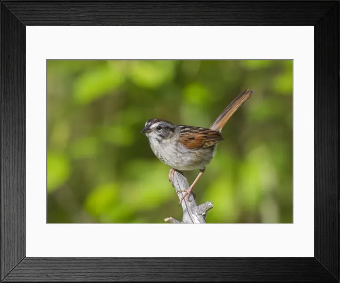 Framed Print : Swamp Sparrow - Spring - Connecticut - USA Framed Print : Swamp Sparrow - Spring - Connecticut - USA