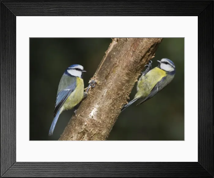 Framed Print : Blue Tits - Cornwall - UK Framed Print : Blue Tits - Cornwall - UK