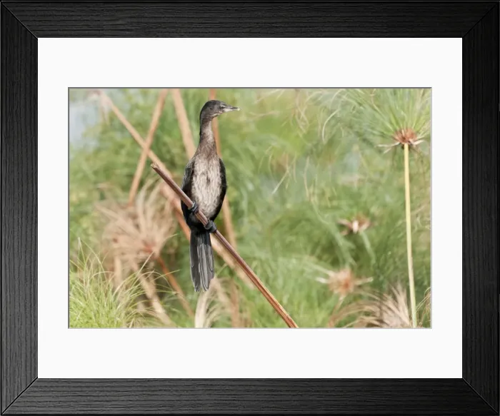 Framed Print : Reed Cormorant - perched on reed - Okavango River - Botswana Framed Print : Reed Cormorant - perched on reed - Okavango River - Botswana