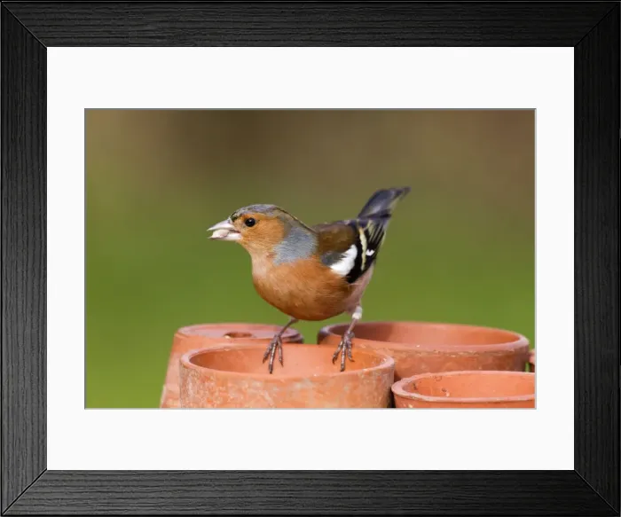 Framed Print : Chaffinch - male taking seeds from a plant pot Framed Print : Chaffinch - male taking seeds from a plant pot