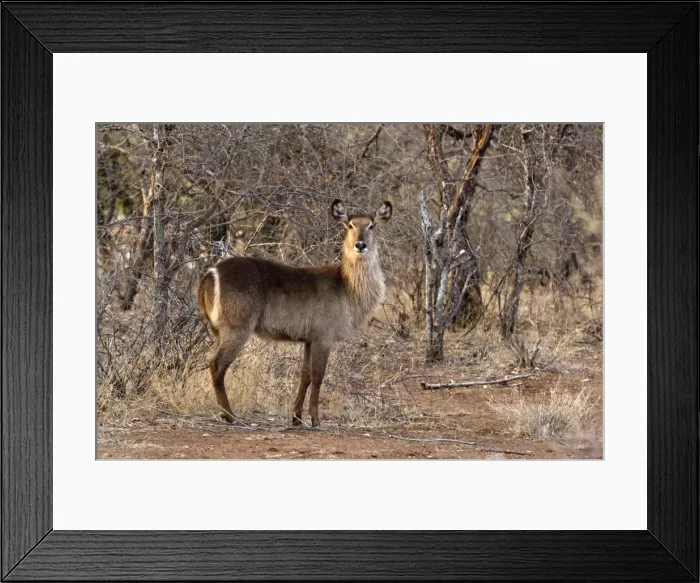 Framed Print : Waterbuck - Kruger National Park - South Africa Framed Print : Waterbuck - Kruger National Park - South Africa