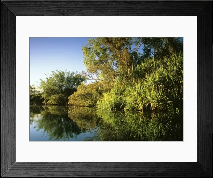 Framed Print : Yellow Water billabong with Bamboo, Paperbarks & Pandanus Kakadu National Park (World Heritage Area), Northern Territory, Australia JPF51774 Framed Print : Yellow Water billabong with Bamboo, Paperbarks & Pandanus Kakadu National Park (World Heritage Area), Northern Territory, Australia JPF51774