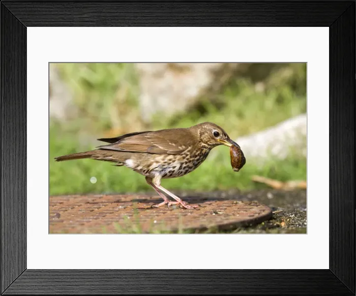Framed Print : Song Thrush - on a manhole cover - with snail in beak Framed Print : Song Thrush - on a manhole cover - with snail in beak