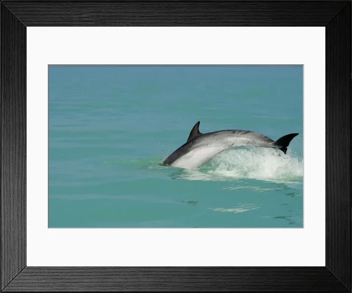 Framed Print : Bottlenose Dolphin - diving back into the warer after a jump - Atlantic Ocean - Namibia - Africa Framed Print : Bottlenose Dolphin - diving back into the warer after a jump - Atlantic Ocean - Namibia - Africa