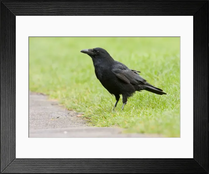Framed Print : Carrion Crow - adult perching on grass - Wiltshire - England - UK Framed Print : Carrion Crow - adult perching on grass - Wiltshire - England - UK