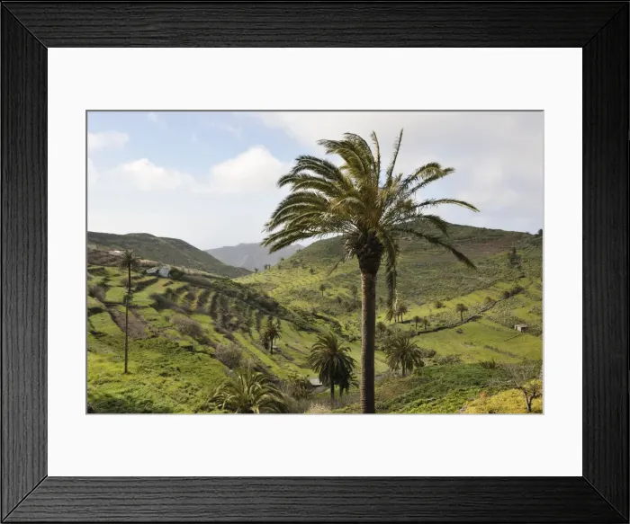 Framed Print : Palm Trees on mountainous route from Playa de Santiago to Valle Gran Rey. January Framed Print : Palm Trees on mountainous route from Playa de Santiago to Valle Gran Rey. January