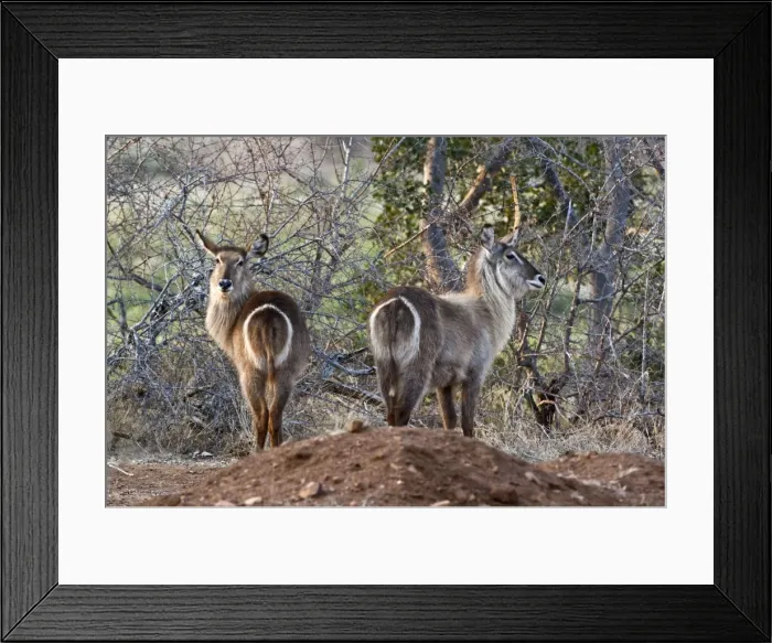 Framed Print : Waterbuck - rear view of two animals - Kruger National Park - South Africa Framed Print : Waterbuck - rear view of two animals - Kruger National Park - South Africa