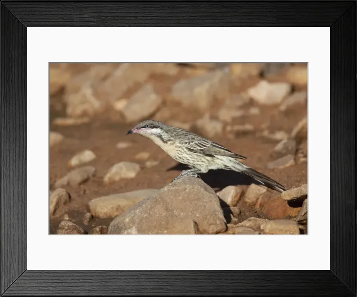 Framed Print : Spiny-cheeked Honeyeater - Coming to drink at a pool near Canteen Creek Aboriginal Community, Northern Territory, Australia Framed Print : Spiny-cheeked Honeyeater - Coming to drink at a pool near Canteen Creek Aboriginal Community, Northern Territory, Australia