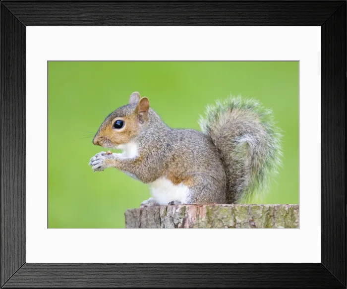 Framed Print : Grey Squirrel - feeding on nuts - Norfolk - UK