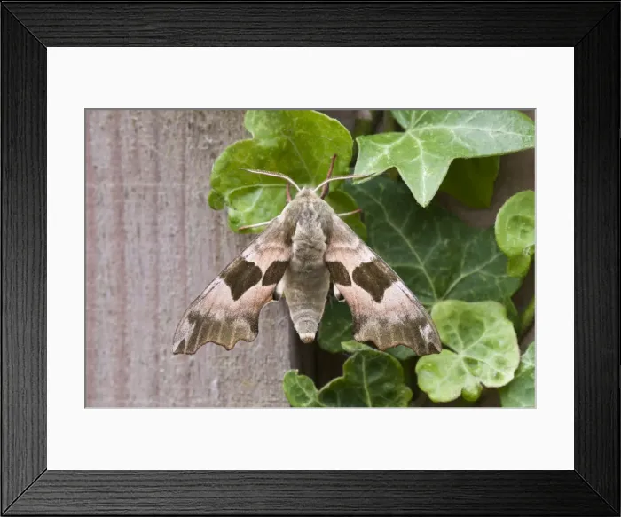 Framed Print : Lime Hawkmoth - resting on ivy leaves - Lincolnshire - England Framed Print : Lime Hawkmoth - resting on ivy leaves - Lincolnshire - England