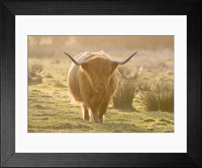 Framed Print : Highland Cattle - Norfolk grazing marsh - UK Framed Print : Highland Cattle - Norfolk grazing marsh - UK