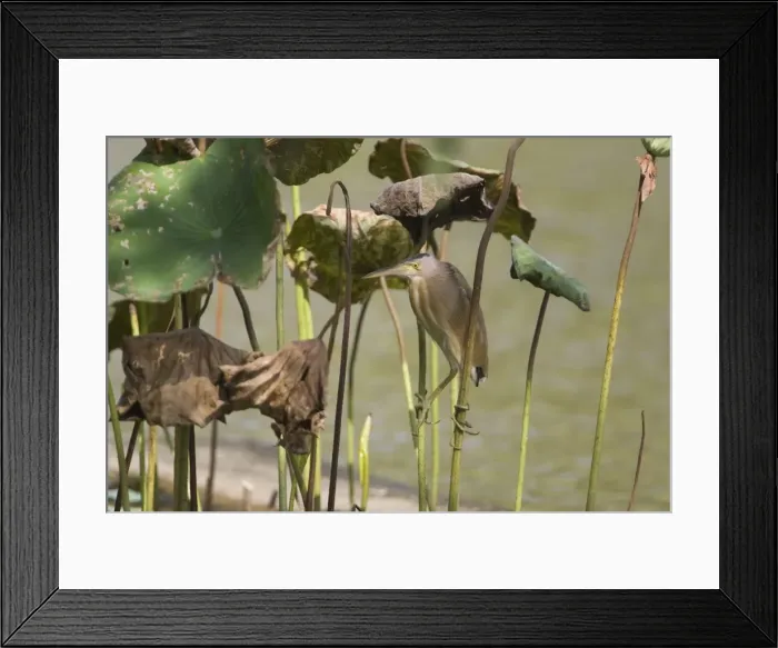Framed Print : Yellow Bittern In Singapore Chinese Garden, Singapore Framed Print : Yellow Bittern In Singapore Chinese Garden, Singapore