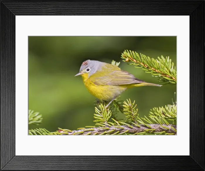 Framed Print : Nashville Warbler - June in northern Maine - USA Framed Print : Nashville Warbler - June in northern Maine - USA