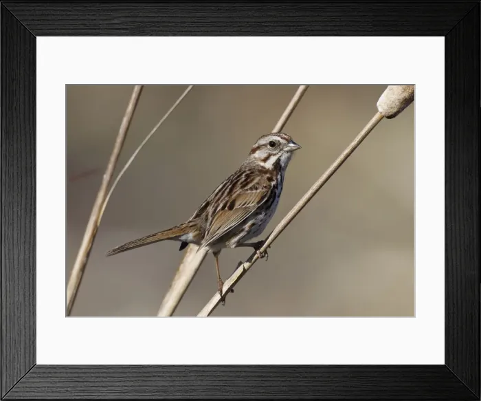 Framed Print : Song Sparrow - Spring - CT - USA Framed Print : Song Sparrow - Spring - CT - USA