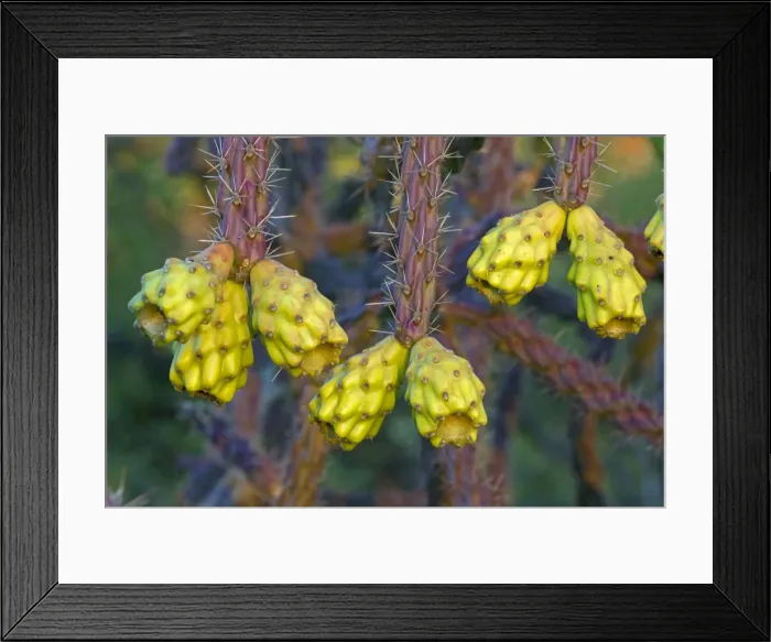 Framed Print : Cholla Cactus Fruit - Sonoran Desert - Arizona Framed Print : Cholla Cactus Fruit - Sonoran Desert - Arizona