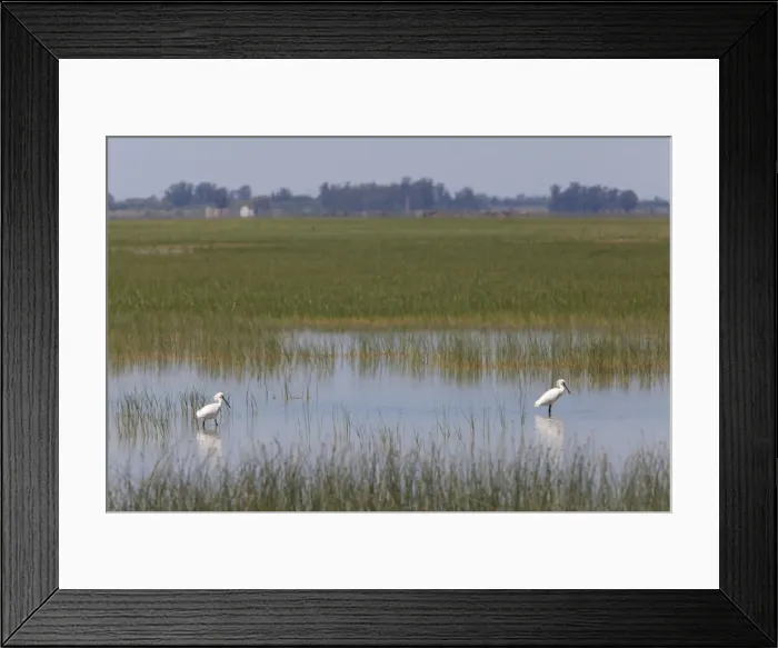 Framed Print : Eurasian Spoonbill - two adults feeding in marsh - Coto Donana - Southern Spain Framed Print : Eurasian Spoonbill - two adults feeding in marsh - Coto Donana - Southern Spain