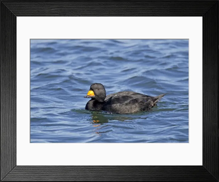 Framed Print : Black Scoters - on the water in winter - Barnegat Light - NJ - USA Framed Print : Black Scoters - on the water in winter - Barnegat Light - NJ - USA