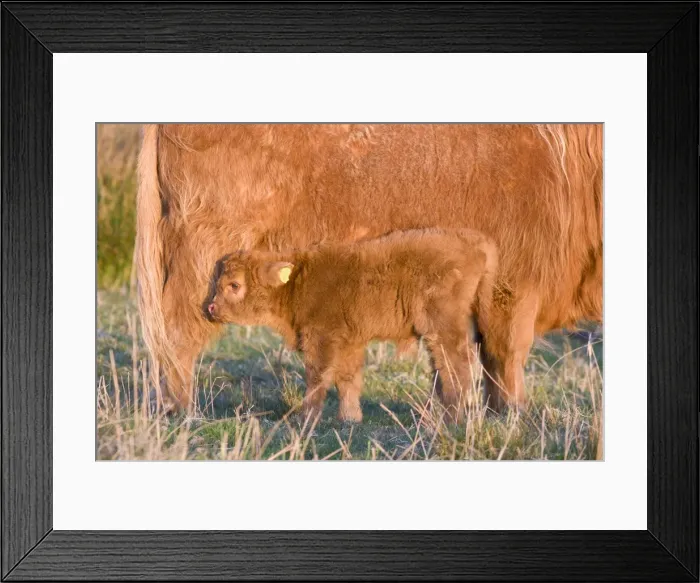 Framed Print : Highland Cattle - adult with young - Norfolk grazing marsh - UK Framed Print : Highland Cattle - adult with young - Norfolk grazing marsh - UK