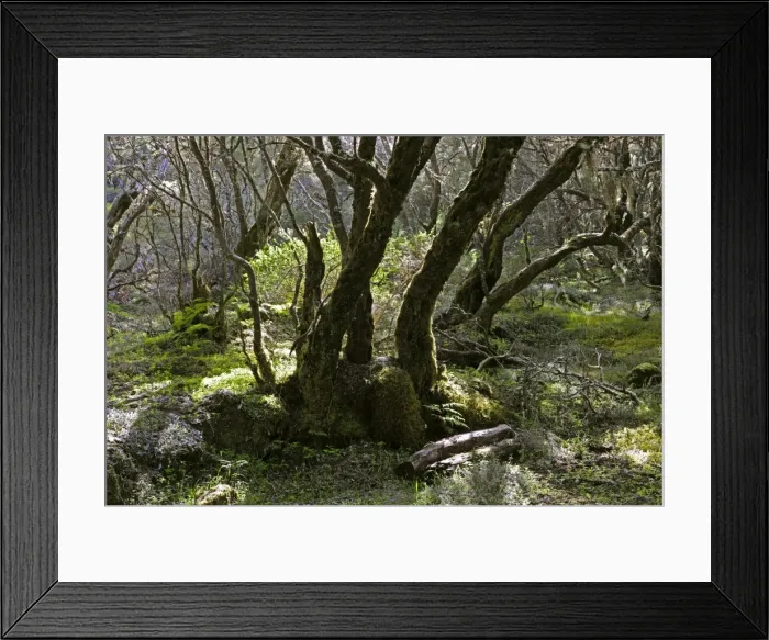 Framed Print : The Laurisilva Woods at La Gomera, Canary Is. January. Designated a World Heritage site in 1986, because of the last surviving plant species that required protection Framed Print : The Laurisilva Woods at La Gomera, Canary Is. January. Designated a World Heritage site in 1986, because of the last surviving plant species that required protection