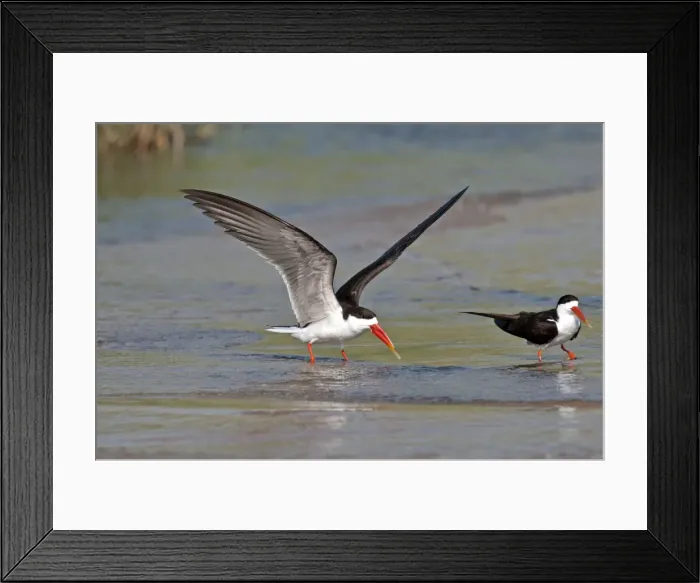 Framed Print : African Skimmer - pair standing in shallow water - one with wings raised - Okavango River - Botawana