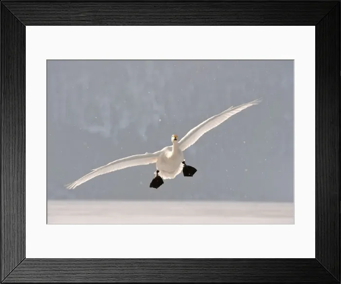 Framed Print : Whooper Swan - in flight with falling snow - Lake Kussharo - Hokkaido Island - Japan Framed Print : Whooper Swan - in flight with falling snow - Lake Kussharo - Hokkaido Island - Japan