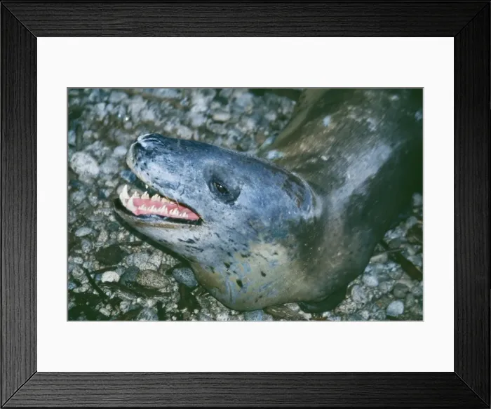 Framed Print : Leopard Seal DH 2578 Hydrurga leptonyx © Don Hadden / ARDEA LONDON Framed Print : Leopard Seal DH 2578 Hydrurga leptonyx © Don Hadden / ARDEA LONDON