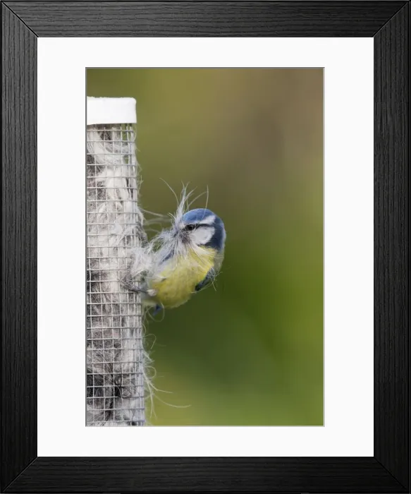 Framed Print : Blue Tit - collecting nesting material - Cornwall - UK Framed Print : Blue Tit - collecting nesting material - Cornwall - UK