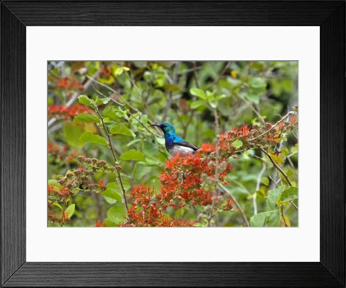 Framed Print : White-bellied Sunbird - in flowering shrub - Kruger National Park - South Africa Framed Print : White-bellied Sunbird - in flowering shrub - Kruger National Park - South Africa