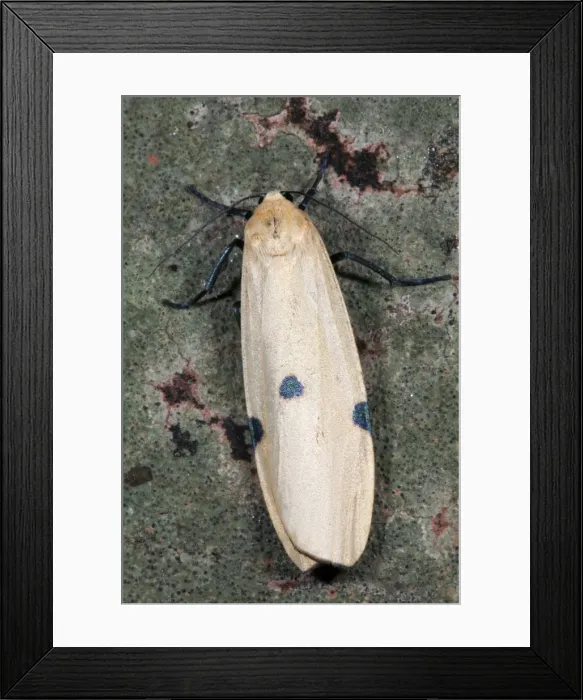 Framed Print : Four Spotted Footman Moth - female - UK Framed Print : Four Spotted Footman Moth - female - UK