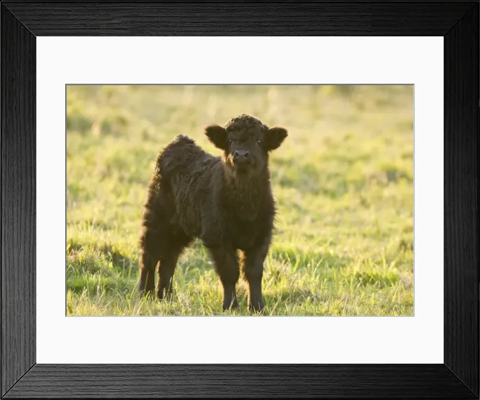 Framed Print : Highland Cattle - young - Norfolk grazing marsh - UK Framed Print : Highland Cattle - young - Norfolk grazing marsh - UK