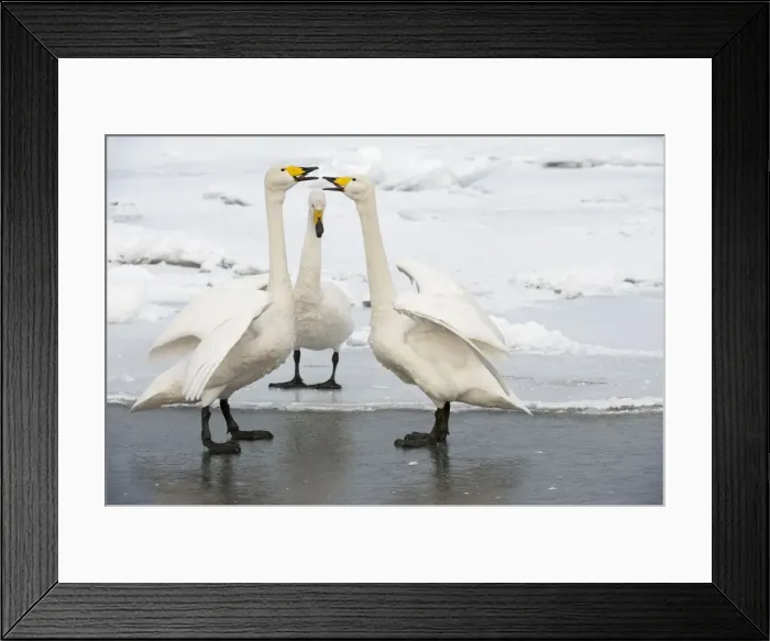 Framed Print : Whooper Swan - displaying on ice at edge of lake - Lake Kussharo - Hokkaido Island - Japan Framed Print : Whooper Swan - displaying on ice at edge of lake - Lake Kussharo - Hokkaido Island - Japan