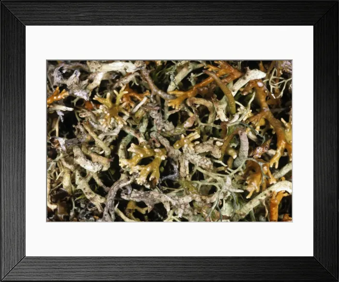 Framed Print : Natural mixture of various lichens on tundra-floor, typical in tundra near Dikson, Russian Arctic. Summer, August Di32. 0178 Framed Print : Natural mixture of various lichens on tundra-floor, typical in tundra near Dikson, Russian Arctic. Summer, August Di32. 0178