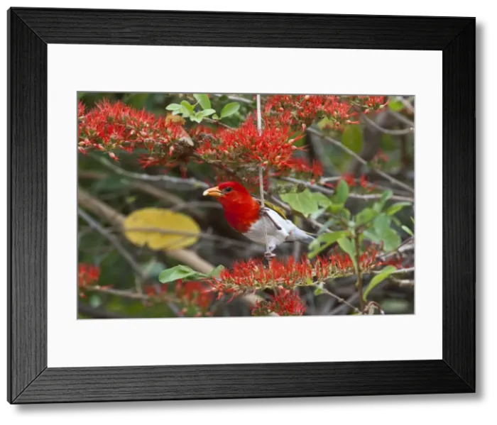 Framed Print : Red-headed Weaver - in flowering shrub with food in bill - Kruger National Park - South Africa Framed Print : Red-headed Weaver - in flowering shrub with food in bill - Kruger National Park - South Africa