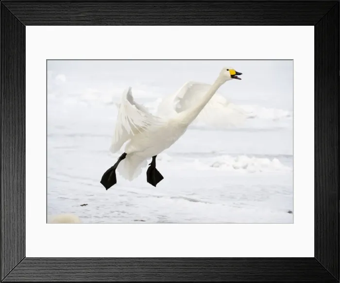 Framed Print : Whooper Swan - in flight coming in to land - calling - Lake Kussharo - Hokkaido Island - Japan Framed Print : Whooper Swan - in flight coming in to land - calling - Lake Kussharo - Hokkaido Island - Japan