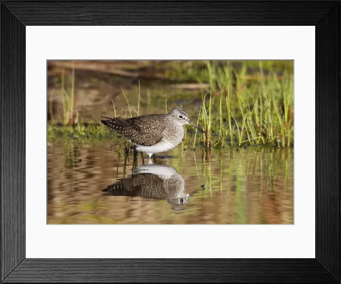 Framed Print : Solitary Sandpiper - feeding in beaver pond during spring migration - May - Connecticut - USA Framed Print : Solitary Sandpiper - feeding in beaver pond during spring migration - May - Connecticut - USA