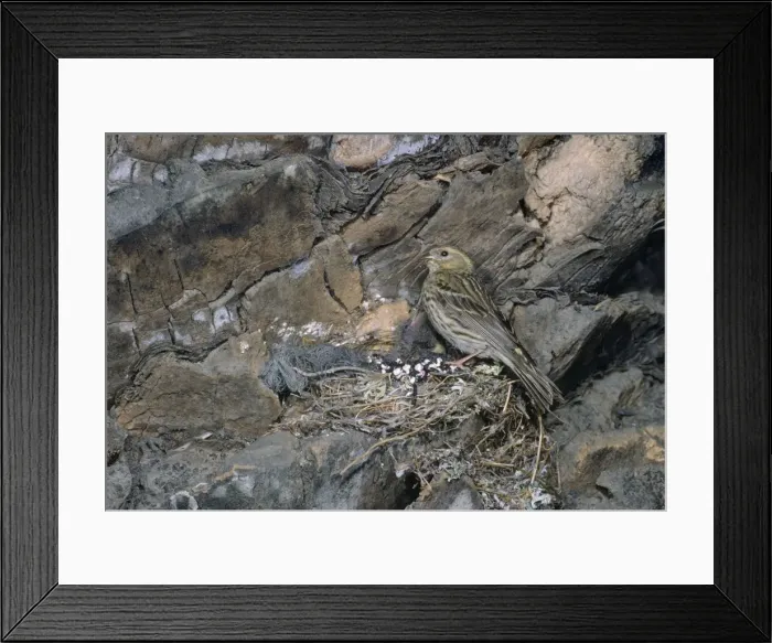 Framed Print : Serin - female at nest Framed Print : Serin - female at nest