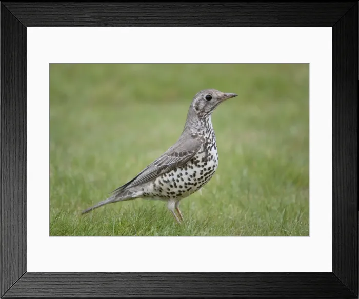 Framed Print : Mistle Thrush - Cornwall - UK Framed Print : Mistle Thrush - Cornwall - UK