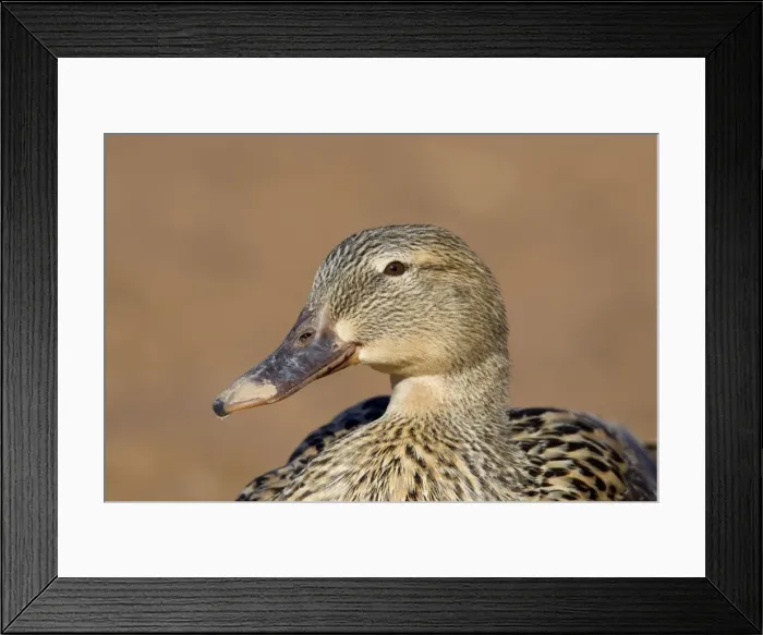 Framed Print : Mallard - hen / female - March in Arizona, USA Framed Print : Mallard - hen / female - March in Arizona, USA