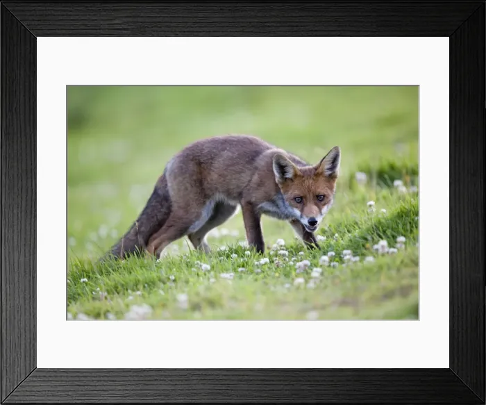 Framed Print : Young Fox - Cornwall - UK Framed Print : Young Fox - Cornwall - UK