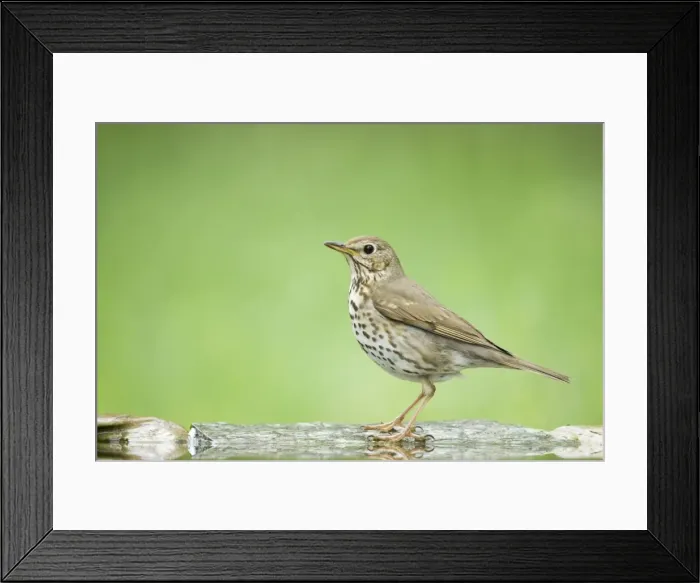 Framed Print : Song Thrush - at forest pool Turdus philomelos Hungary BI19742 Framed Print : Song Thrush - at forest pool Turdus philomelos Hungary BI19742