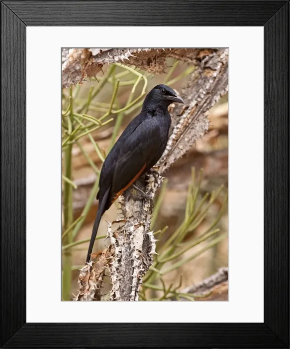 Framed Print : Red-winged Starling - male perched on tree trunk - Kruger National Park - South Africa Framed Print : Red-winged Starling - male perched on tree trunk - Kruger National Park - South Africa