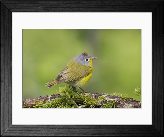 Framed Print : Nashville Warbler - June in northern Maine - USA Framed Print : Nashville Warbler - June in northern Maine - USA