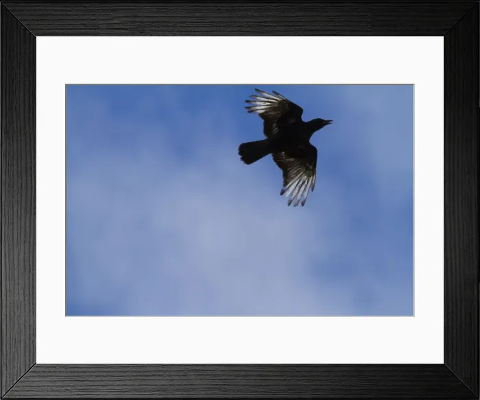 Framed Print : Carrion Crow - partially albino adult in flight - Wiltshire - England - UK Framed Print : Carrion Crow - partially albino adult in flight - Wiltshire - England - UK