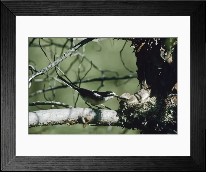 Framed Print : Masked Shrike - male and female Framed Print : Masked Shrike - male and female