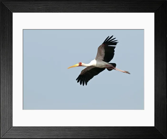 Framed Print : Yellow-Billed Stork - in flight - Okavango River - Botswana Framed Print : Yellow-Billed Stork - in flight - Okavango River - Botswana